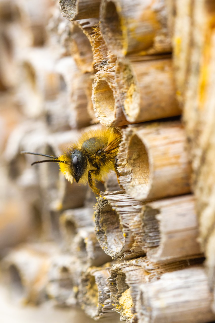 Fotowettbewerb 2023 - Auf Vielfalt Setzen - Bienenfreundliche Gemeinde